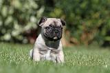 BOULEDOGUE FRANCAIS 605